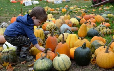 Fun Fall Decorating Ideas for your Lawn