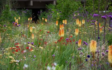 Late Summer Planting Tips