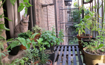 Tips for a Fire Escape Garden