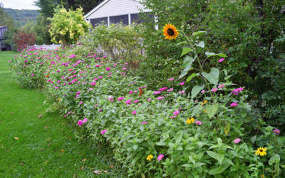 Cultivating a Wildflower Garden