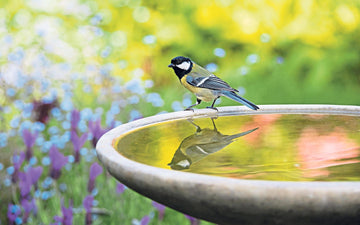 More Than a Bird Bath: A Unique Mother’s Day Gift for Homeowners